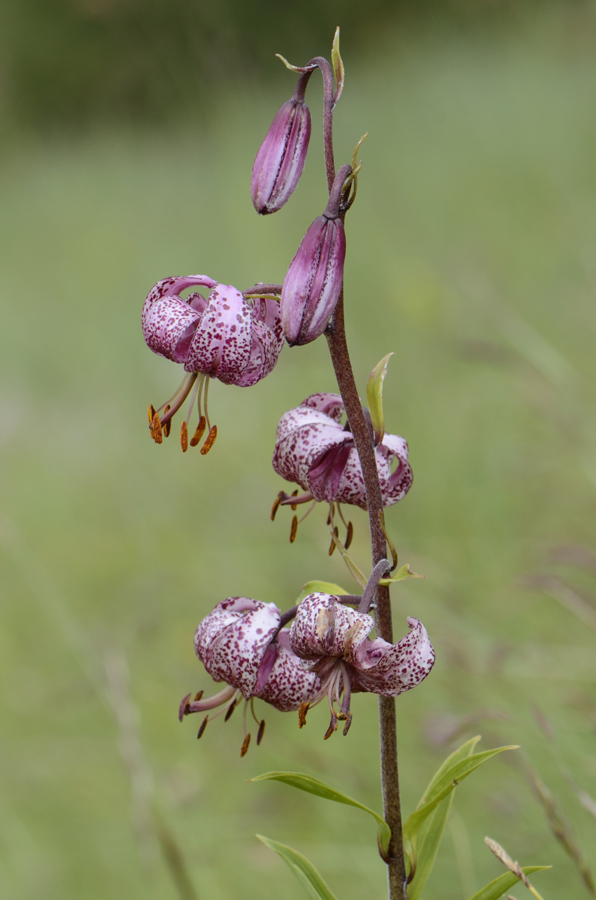 Lilium martagon / Giglio martagone